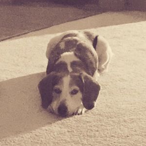 Meet your Posher, Rosie